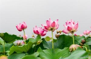 Tranh hoa sen 3d - tranh gạch 3d hoa sen - FSS21