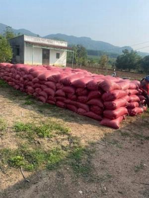 Phân Bò Cỏ Khô Nguyên Chất 100% Không Pha Trộn Tạp Chất