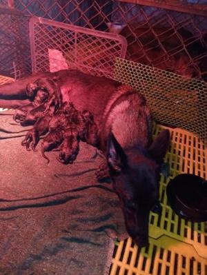 Nhận phối giống chó Bec bỉ , Malinois
