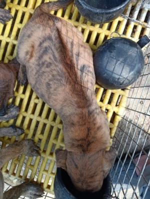 Nhận phối giống chó Bec bỉ , Malinois