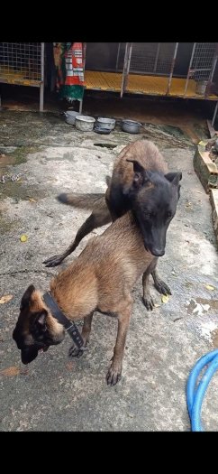 Nhận phối giống chó Bec bỉ , Malinois