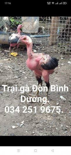Bán gà chọi con