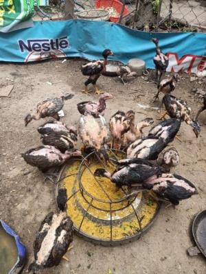 Bán gà chọi 4 ký