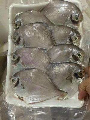 Cá Chim Biển khay 500 gram