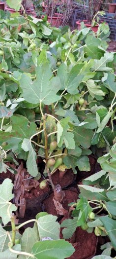Cung cấp giống sung mỹ camy sẵn trái