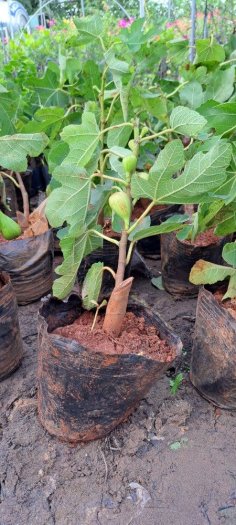 Cung cấp giống sung mỹ camy sẵn trái