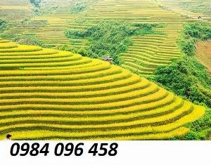 Tranh gạch 3d ruộng bậc thang - 211SB