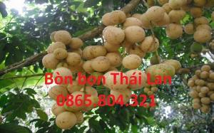 Cây Bòn Bon Thái Lan , giao hàng toàn quốc .