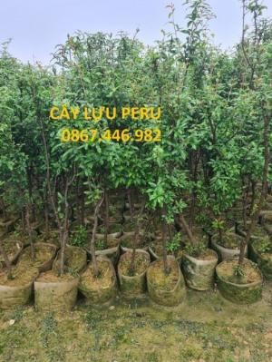 Chuyên cung cấp giống cây lưu peru
