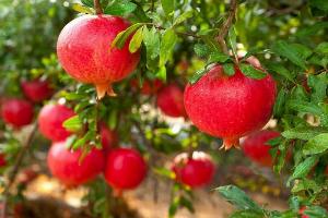 Chuyên cung cấp giống cây Lựu Đỏ Ấn Độ - Trái đỏ , vỏ đỏ , hạt lựu mọng nước .