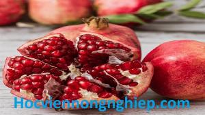 Chuyên cung cấp giống cây Lựu Đỏ Ấn Độ - Trái đỏ , vỏ đỏ , hạt lựu mọng nước .