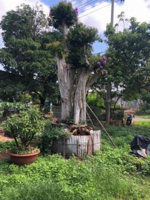 Cây bằng lăng đã thuần ghép tường vi.vanh gốc 330 cao 4m8