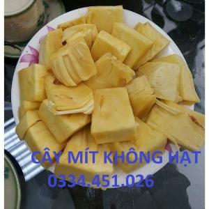 Bán cây mít không hạt