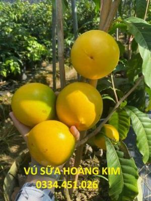 Bán cây vú sữa hoàng kim