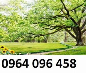 Tranh rừng cây 3d - tranh gạch 3d rừng cây - RCX33