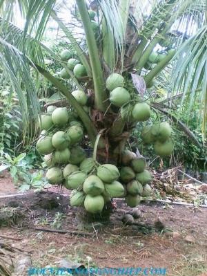 Chuyên cung cấp cây giống dừa xiêm xanh lùn