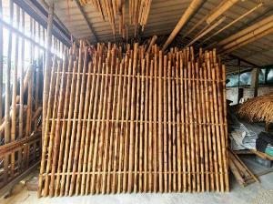 Bán cây tre trúc, bán cây trúc trang trang trí nội thất, cây trúc xử lý mối mọt, bảo hành 05 năm