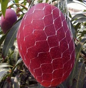 Cung cấp giống cây xoài đỏ mặt trời , xoài trứng Nhật Bản , giao hàng toàn quốc .