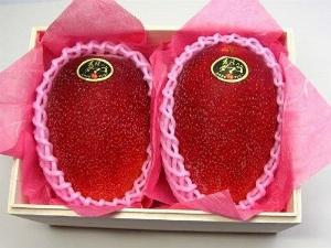 Cung cấp giống cây xoài đỏ mặt trời , xoài trứng Nhật Bản , giao hàng toàn quốc .