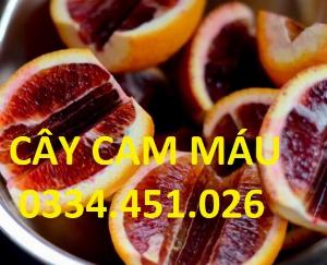 Chuyên cung cấp cây cam máu