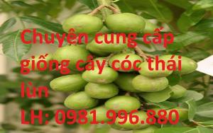 Chuyên cung cấp giống cây cóc thái lùn , giao hàng toàn quốc .