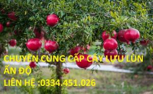 Bán cây lựu lùn ấn độ