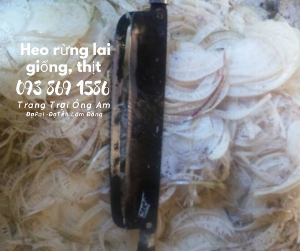 Thịt Cốt lết heo rừng lai nuôi thảo mộc