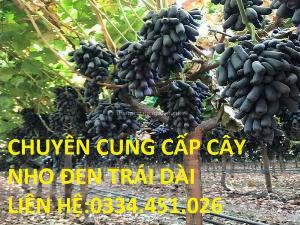 Chuyên cung cấp cây giống nho đen trái dài