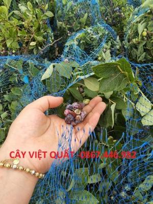 Chuyên cung cấp  việt quất cây choai