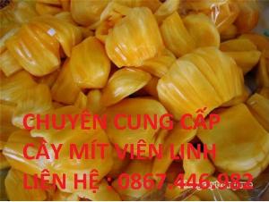 Chuyên cung cấp cây mít viên linh