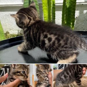 Mèo bengal x aln