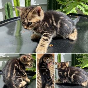 Mèo bengal x aln