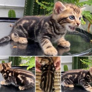 Mèo bengal x aln