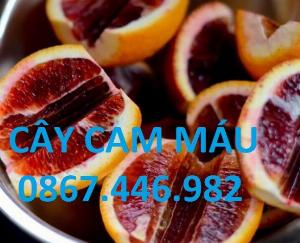 Chuyên cung cấp cây cam máu