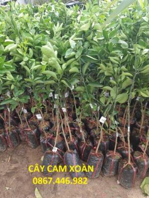 Chuyên cung cấp cây cam xoàn