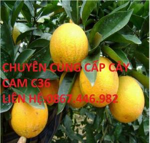 Chuyên cung cấp cây cam C36