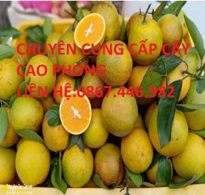 Chuyên cung cấp cây cam cao phong