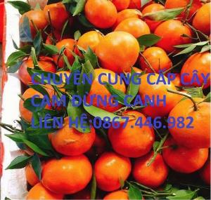 Chuyên cung cấp cây cam đường canh