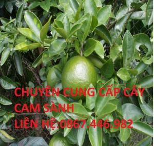 Chuyên cung cấp cây cam sành