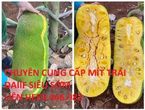 Chuyên cung cấp cây mít trái dài