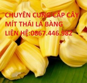 Chuyên cung cấp cây mít thái lá bàng