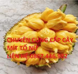 Chuyên cung cấp cây mít tố nữ