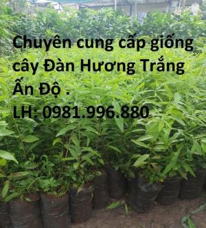 Cung cấp giống cây Đàn Hương Trắng Ấn Độ , cam kết chuẩn giống , sỉ lẻ toàn quốc.