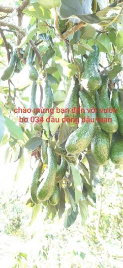 Giống bơ 034 đầu dòng . Giống bơ số 1 việt nam