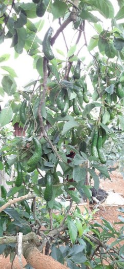 Giống bơ 034 đầu dòng . Giống bơ số 1 việt nam