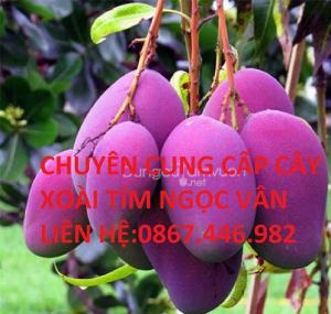 Bán cây xoài tím ngọc vân