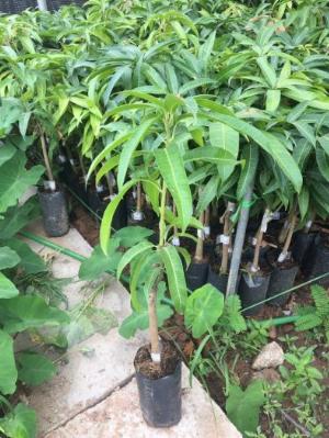 Cây giống Xoài Tím Thái Lan , Giống Xoài Tím lạ mắt