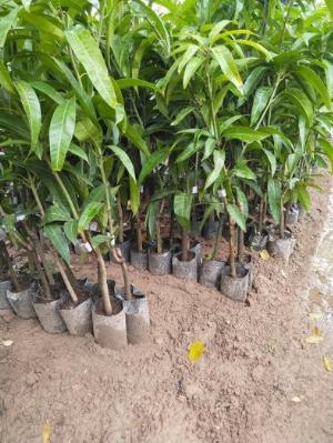 Cây giống Xoài Tím Thái Lan , Giống Xoài Tím lạ mắt