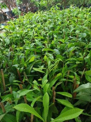 Cây Hồng Xiêm Ruột Đỏ Khổng Lồ Thái Lan , Giống hồng xiêm ngon nhất Thị Trường.