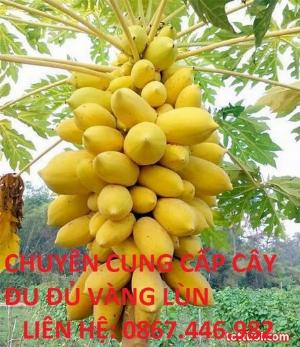 Bán cây đu đủ vàng lùn